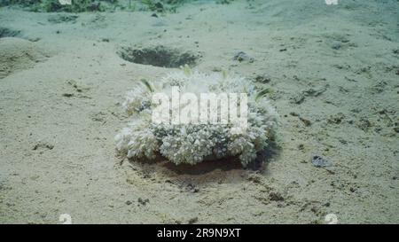 A testa in giù Jellyfish (Cassiopea andromeda) si trova su fondo sabbioso che filtra il plancton in una giornata di sole intensa, mare Rosso, Safaga, Egitto Foto Stock