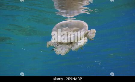 Primo piano di Jellyfish (Cassiopea andromeda) nuota sotto la superficie dell'acqua riflessa in essa in una luminosa giornata di sole, Mar Rosso, Egitto Foto Stock