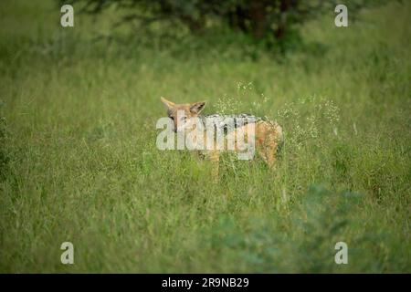 Uno sciacallo dorato selvaggio che cammina attraverso l'erba alta nel suo habitat naturale Foto Stock