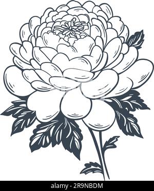 Splendido fiore vintage su stelo con schizzo a inchiostro fogliame. Peonia da giardino disegnata a mano. Fioritura di rosa lussureggiante, illustrazione vettoriale isolata Illustrazione Vettoriale