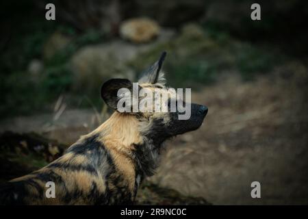African cani selvatici Foto Stock