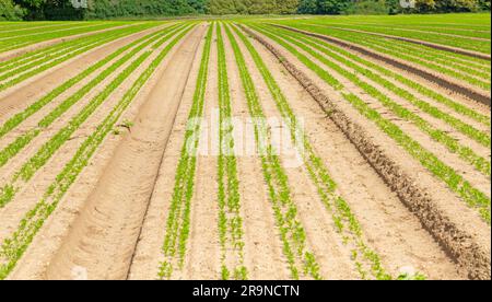 Piantine di carote che crescono in linee attraverso il campo fino in lontananza, terreno sabbioso di Suffolk Sandlings, Shottisham, Suffolk, Inghilterra, Regno Unito Foto Stock