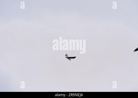 Il maestoso Sea Eagle dai cieli bianchi svetta. Aquila di pesce con il becco bianco, aquila di mare dal petto bianco in volo sul cielo blu. Uccello di preda fotografato da Foto Stock