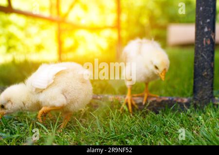 Un vivace pollo giallo si distingue su uno sfondo naturale verde e sfocato. Questa adorabile bambina bianca viene catturata in movimento Foto Stock