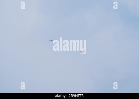 Il maestoso Sea Eagle dai cieli bianchi svetta. Aquila di pesce con il becco bianco, aquila di mare dal petto bianco in volo sul cielo blu. Uccello di preda fotografato da Foto Stock