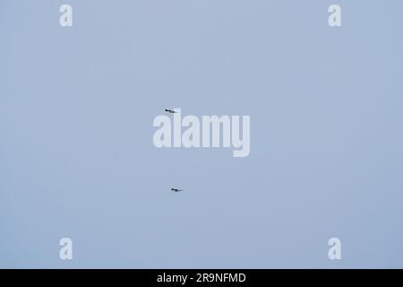 Il maestoso Sea Eagle dai cieli bianchi svetta. Aquila di pesce con il becco bianco, aquila di mare dal petto bianco in volo sul cielo blu. Uccello di preda fotografato da Foto Stock
