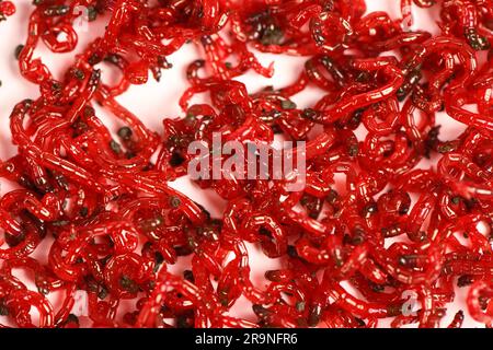 Una manciata di esca di verme di sangue per la pesca, isolata su sfondo bianco. Primo piano sul worm. Ugello per la pesca. Primo piano estremo. Vista laterale. Reso. Alto Foto Stock