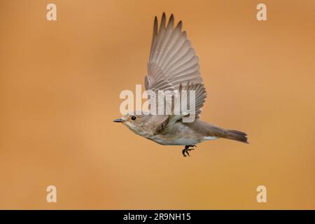 Flycarcher maculato (Muscicapa striata), vista laterale di un adulto in volo, Campania, Italia Foto Stock