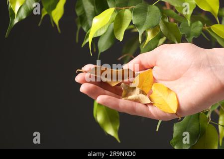 Donna che tiene foglie secche vicino alla pianta di casa su sfondo scuro, primo piano. Spazio per il testo Foto Stock