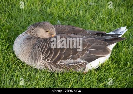 Addormentata oca dal Tamigi ad Abingdon. Quello che è sicuro è che sono sempre attenti, anche quando apparentemente dormono. Ecco perché l'antico Foto Stock