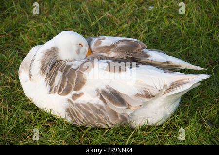 Addormentata oca dal Tamigi ad Abingdon. Quello che è sicuro è che sono sempre attenti, anche quando apparentemente dormono. Ecco perché l'antico Foto Stock