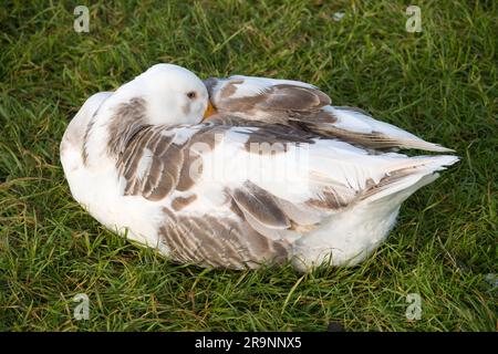 Addormentata oca dal Tamigi ad Abingdon. Quello che è sicuro è che sono sempre attenti, anche quando apparentemente dormono. Ecco perché l'antico Foto Stock