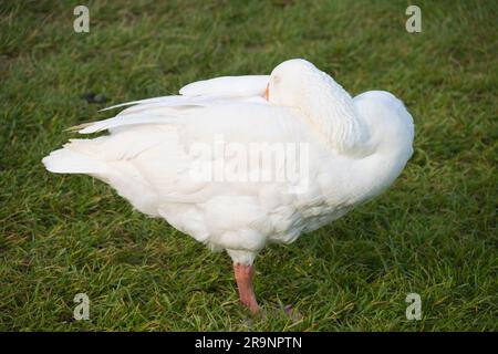 Perché le oche dormono spesso su una gamba? Uno dei più grandi misteri della natura. Quello che è sicuro è che sono sempre attenti, anche quando apparentemente dormono. Foto Stock