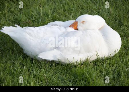 Oca bianca dormiente vicino al Tamigi ad Abingdon. Quello che è sicuro è che sono sempre attenti, anche quando apparentemente dormono. Ecco perché l'antica Ro Foto Stock