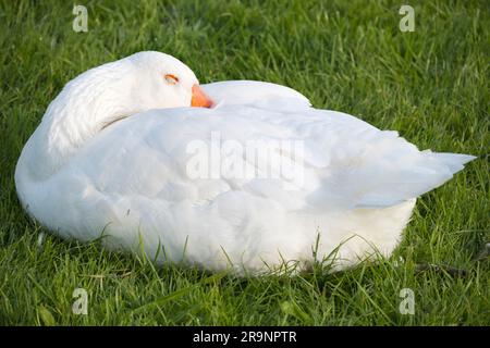 Oca bianca dormiente vicino al Tamigi ad Abingdon. Quello che è sicuro è che sono sempre attenti, anche quando apparentemente dormono. Ecco perché l'antica Ro Foto Stock