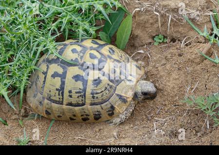 Griechische Landschildkröte, Landschildkröte, Schildkröte, Testudo hermanni, Testudo hermanni boettgeri, La tartaruga di Hermann, la tartaruga greca, la Tortua Foto Stock