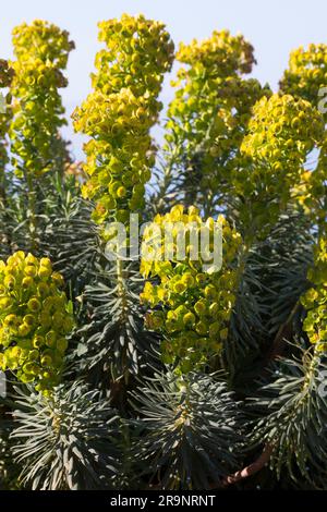 Palisaden-Wolfsmilch, Palisadenwolfsmilch, Euphorbia characias, spurge mediterraneo, spurge albanese, L'Euphorbe characias, Euphorbe des garrigues, W. Foto Stock