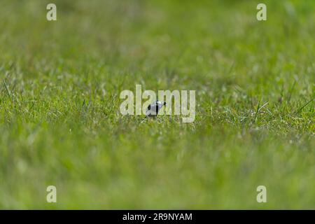 Pied Wagtail che mangia la mosca del drago da vicino con le ali Foto Stock