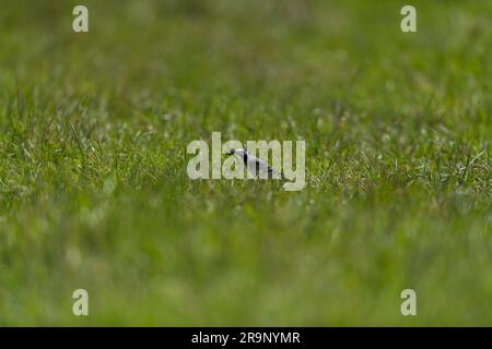 Pied Wagtail che mangia drago vola in becco da vicino dettagli in alto vista laterale Foto Stock