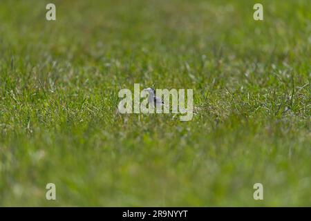 Pied Wagtail che mangia la mosca del drago in primo piano dettagli alti evidenziati Foto Stock