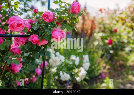 Primo piano della rosa floribunda di Leonardo da Vinci fiorita nel giardino estivo ad arco. Grappolo di fiori crescono sui trelli della lavanda Foto Stock