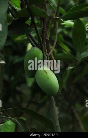 Un mazzo di verde giovane mango Barracuda nel giardino di prima mattina Foto Stock