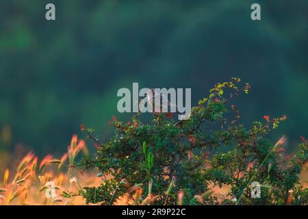 Skylark arroccato su un ramo di albero fiorito che cinguina in una foresta verde Foto Stock