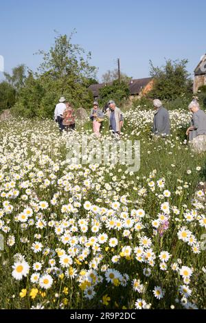 Fiori selvatici in piena fioritura nella chiesa di St Lawrence Church Oxhill Warks Regno Unito Foto Stock