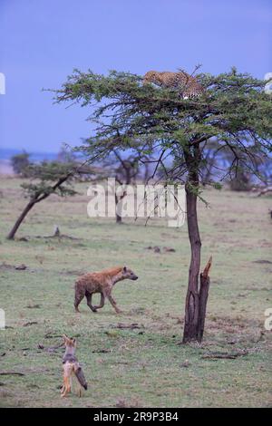 Leopardo africano (Panthera pardus). Femmina con preda su un albero di Acacia. Hyena maculata (Crocuta crocuta) e Jackal con il supporto nero (Canis mesomelis) in attesa di qualcosa che cadrà. Kenya Foto Stock