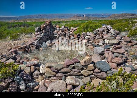 Resti del Johnson Ranch a River Road, cespuglio creosoto in fiore, canyon di Santa Elena a distanza, deserto del Chihuahuan, Big Bend National Park, Texas Foto Stock