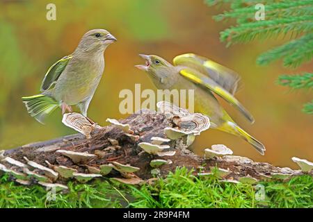 Greenfinch europeo (Carduelis chloris). Il maschio minaccia una femmina, vuole cacciarla via dall'area di alimentazione. Germania Foto Stock