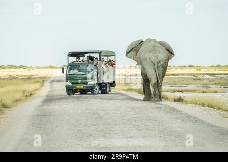 Cessna gialla che vola sopra, sfondo blu cielo con nuvole bianche. Protezione Rhino, bracconaggio. Namibia, Africa Foto Stock