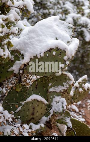 Cactus coperto di neve durante l'inverno nel parco nazionale di Zion Foto Stock