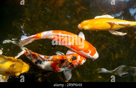 Pesci Koi, in particolare nishikigoi (Cyprinus rubrofuscus), colorati pesci decorativi in un laghetto artificiale Foto Stock