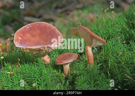 Uva spina Russula (Russula queletii). Corpi di frutta nel muschio nella foresta di coniferoua. Germania Foto Stock