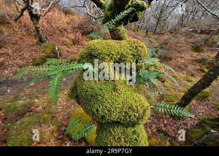 Quercia sessile (Quercus petraea) con corteccia ricoperta di licheni e muschi e felce polipodica comune, Genborrodale RSPB Reserve, Scozia. Foto Stock