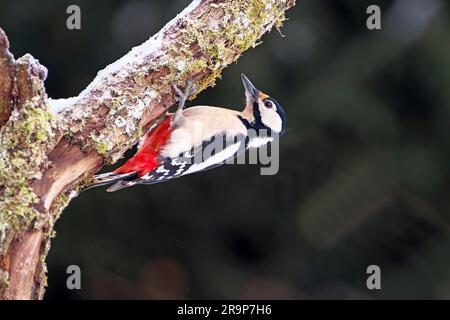 Picchio maculato (Picoides Major, Dendrocopos Major). Foraggio femminile sul lato inferiore di un ramo. Germania Foto Stock
