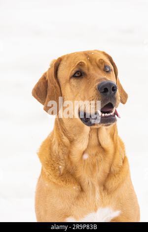 Broholmer. Ritratto di un cane adulto sulla neve. Germania Foto Stock
