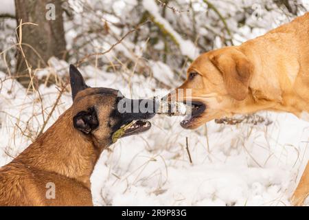 Broholmer e Belgian Shepherd, Malinois. Due cani adulti che giocano con un bastone nella neve. Germania Foto Stock