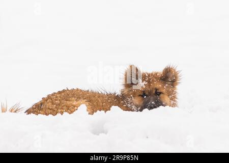 Eurasiatica. Cucciolo steso nella neve. Germania Foto Stock