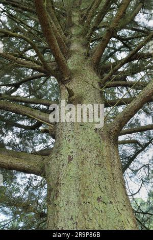 Sitka Spruce (Picea sitchensis) grande albero veterano, non originario del Regno Unito che cresce nel parco di campagna, Dumfries-shire, Scozia, maggio 2019 Foto Stock