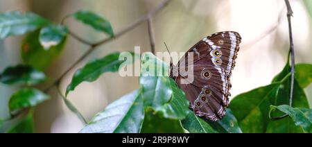 Bellissima farfalla marrone con cerchi simili a occhi sulle foglie verdi Foto Stock