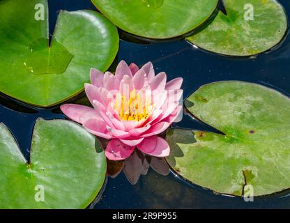 macro shot lilly con acqua rosa Foto Stock