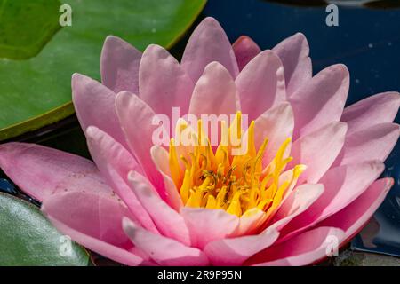 macro shot lilly con acqua rosa Foto Stock