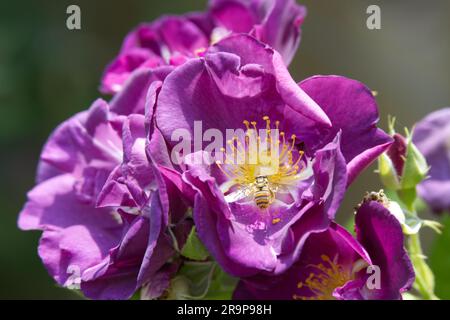 Fiori viola di rosa Rhapsody in blu nel giardino britannico di giugno Foto Stock