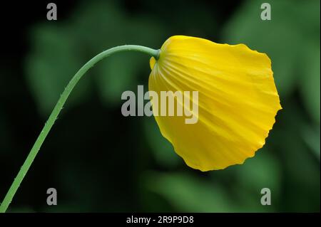 Gallese Poppy (Meconopsis cambrica) primo piano del fiore di apertura che cresce alla base del muro di pietra in Village Street, Berwickshire, Scozia. Foto Stock