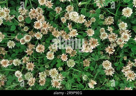 White Clover (Trifolium repens) vista dall'alto dei fiori delle piante che crescono a Three Hagges Wood Meadow, North Yorkshire, Inghilterra, giugno 2021 Foto Stock