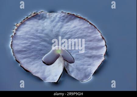 White Water-Lily Leaf (Nymphaea alba), single Leaf galleggiante sulla superficie di un Highland Loch in una tranquilla serata, Inverness-shire, Scozia, maggio 2008 Foto Stock