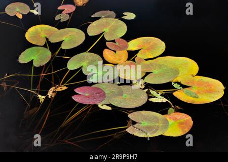 Le ninfee bianche (Nymphaea alba) diventano di colore giallo e rosso mentre iniziano a morire verso l'autunno. Foto Stock