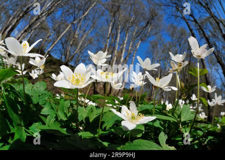 Anemoni di legno (Anemone nemorosa) che crescono sul fondo boschivo della RSPB Reserve of the Fairy Glen by Rosemarkie, Black Isle, Scozia, aprile 2014 Foto Stock